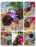 Cane Corso Sunia Bi Bi - Smyki Ritki