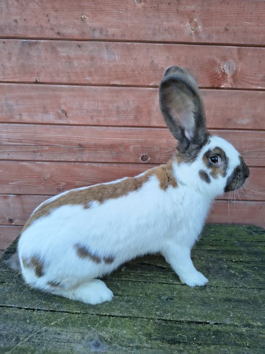 Olbrzym srokacz Madagaskar