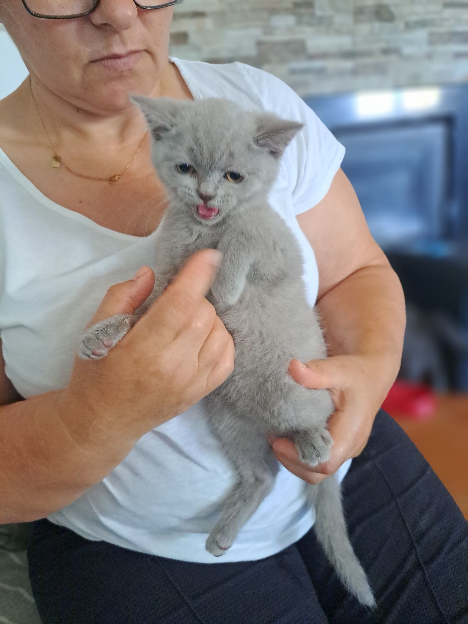 Scottish fold macho lilac