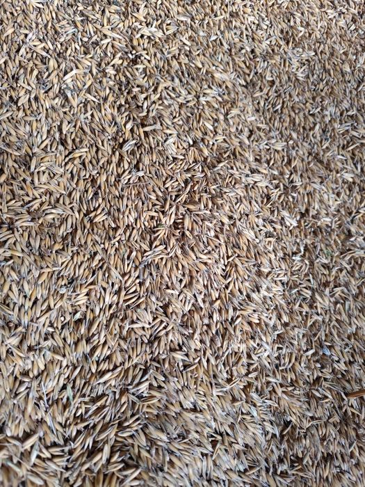 Zboże owies BINGO ze zbiorów z tego roku. EKO