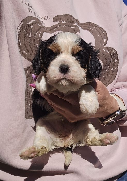 Cavalier King Charles Spaniel suczka tricolor