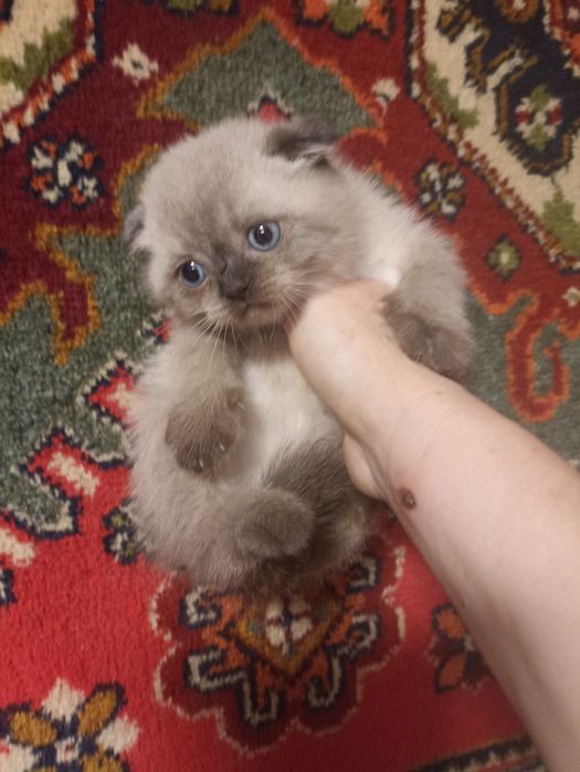 Шикарні шотландські кошенята