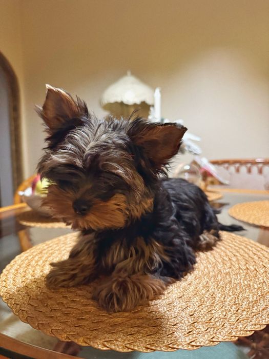 Йорк міні хлопчик преміум