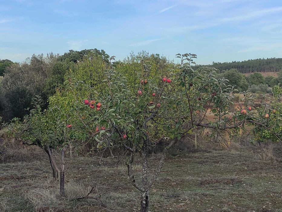 Quinta com 15 hectares