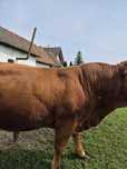 Sprzedam byka buhaja Limousine, rozpłodowy. Ładna budowa
