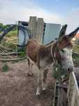 Burro inteiro 4 anos
