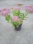 Vaso com flor bonita para arranjos