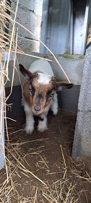 Cabritos Micro Anão Pigmeu (Olho azul)