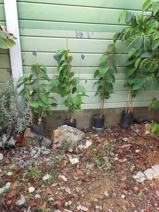 Anoneiras da Madeira, enxertadas