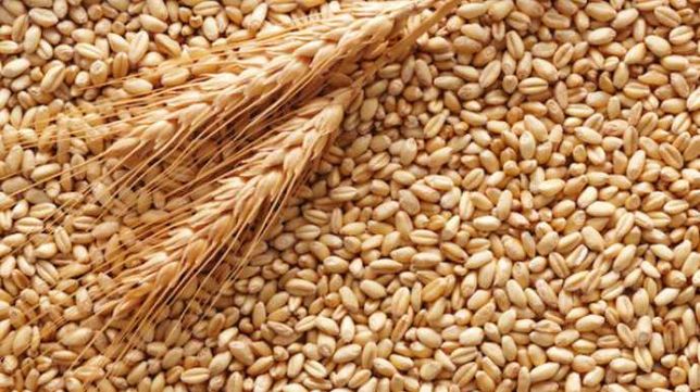 Продам зерно: пшениця