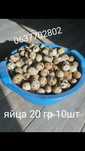Яйца перепелиные куриные