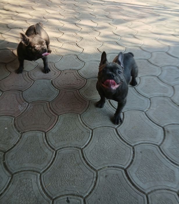 Две голубые девочки 12мес