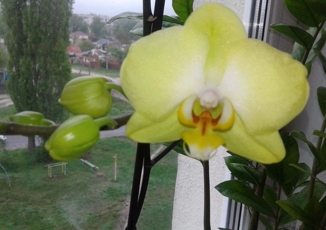 Орхидея в наличии цвета как на фото
