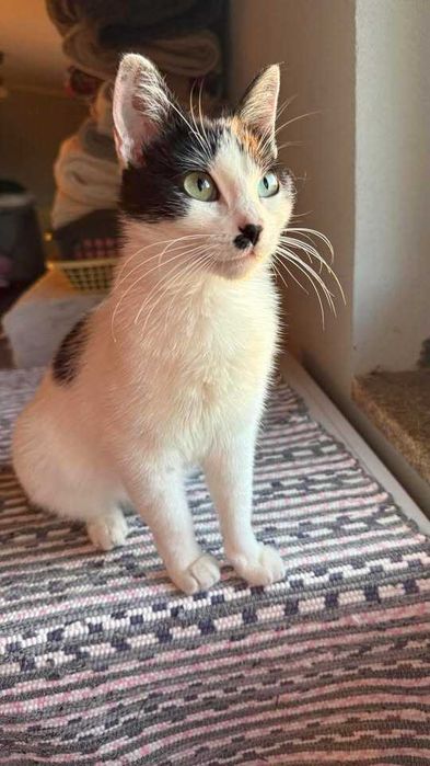ESTERILIZADA | Gata juvenil para adoção responsável