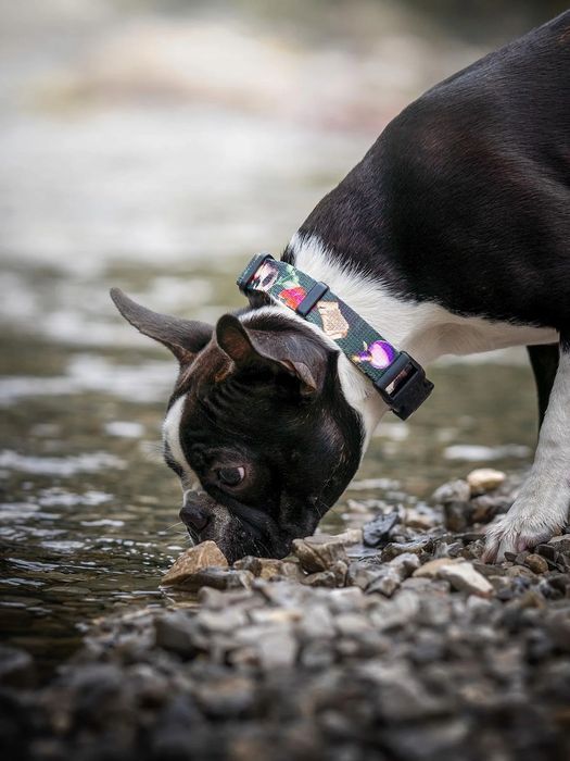 mocna obroża dla psów małych ras york szpic s 15 mm  wzorek w czaszki