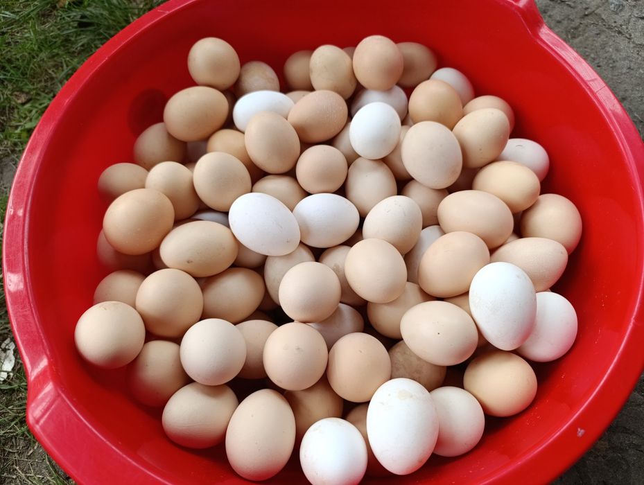 Продам яйця оптом