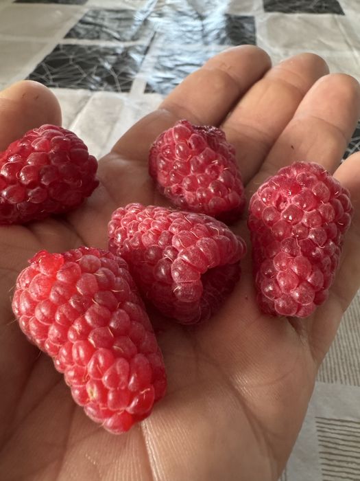 Малина феномен зюгана джон джей херітейдж