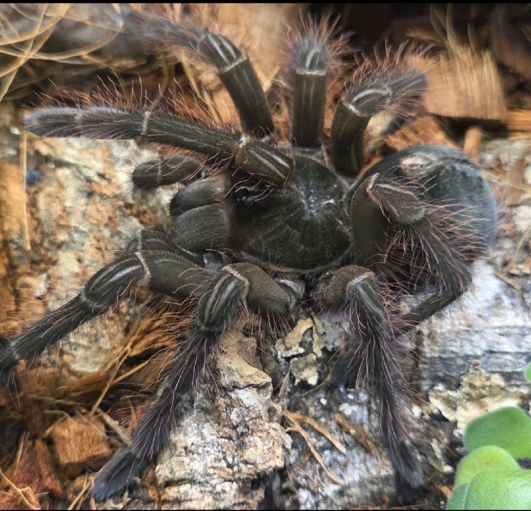 Terafosa blondi-samica 6,5DC