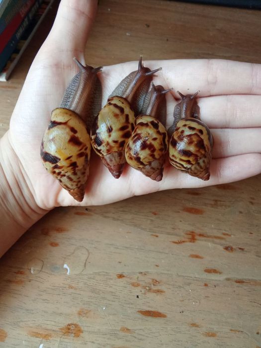 Ахатина зензибарики