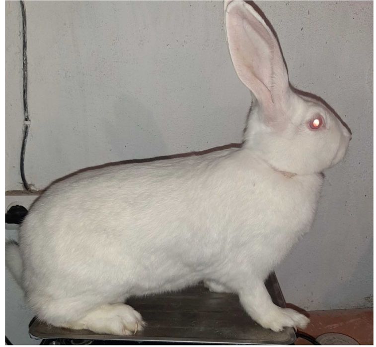 Кролики "Термонська біла"( кролі, кроленята,кріль, термони)