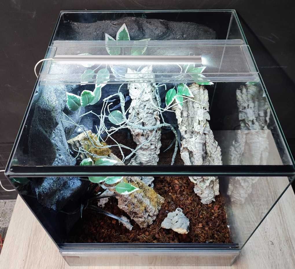 Terrarium szklane nr44 50/50/60 dla gekona drzewołazów żaby DOSTĘPNE