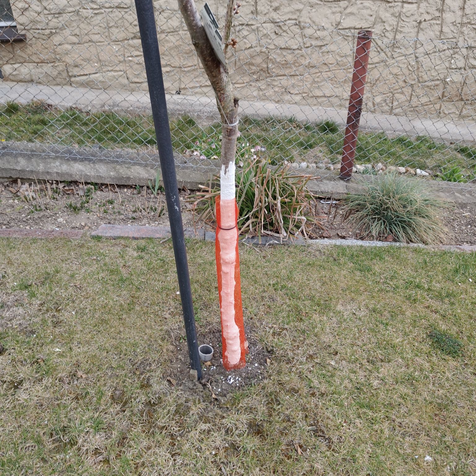 Siatka do ochrony drzewek typ 208 pomarańczowa.