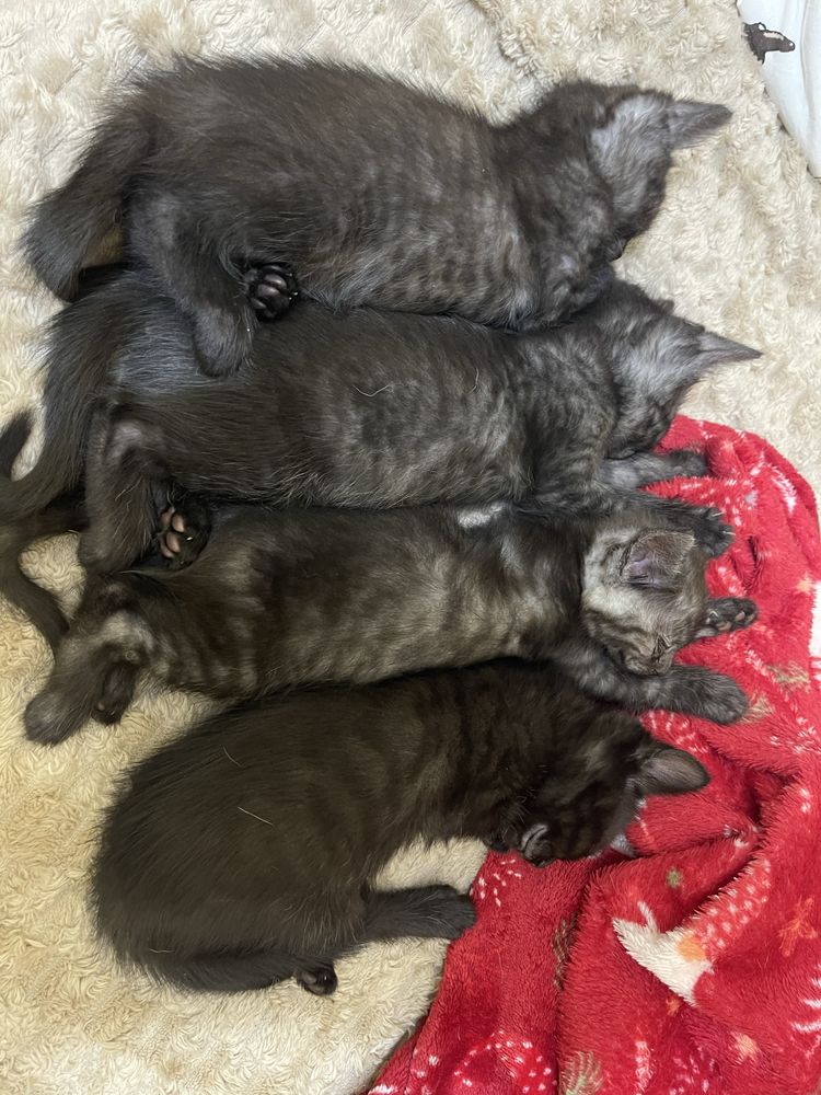 Котики 1,5 міс. 1 дівчинка і 3 хлопця. Полу британці