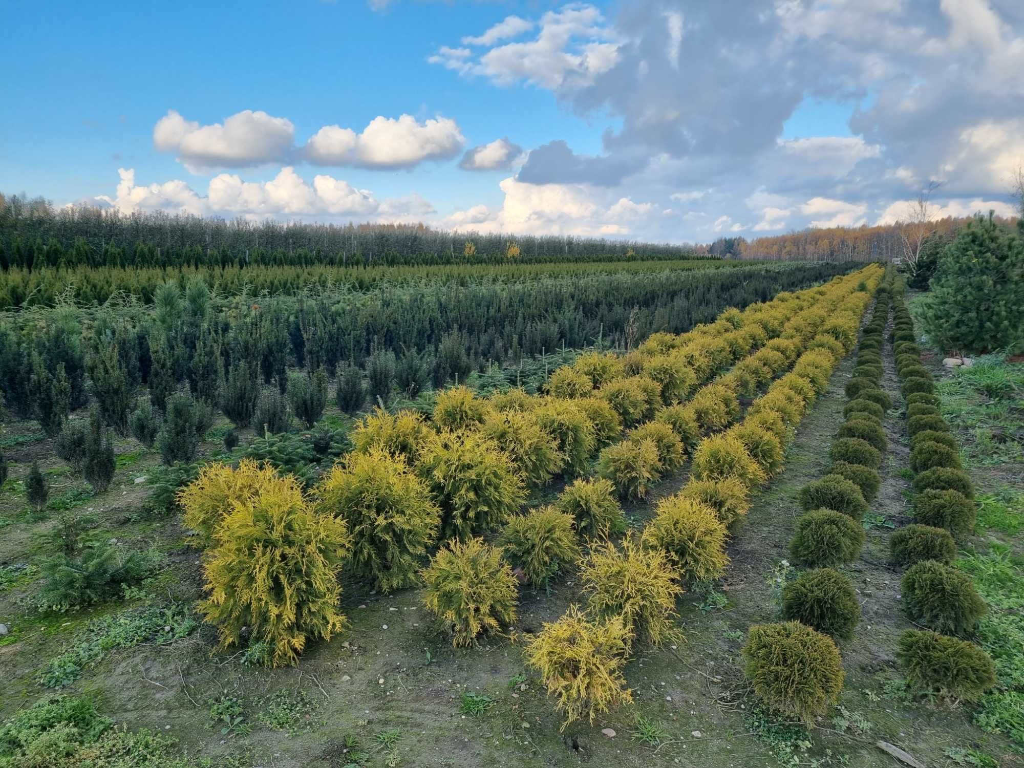 Tuja danica, żywotnik zachodni danica, thuja occidentalis danica