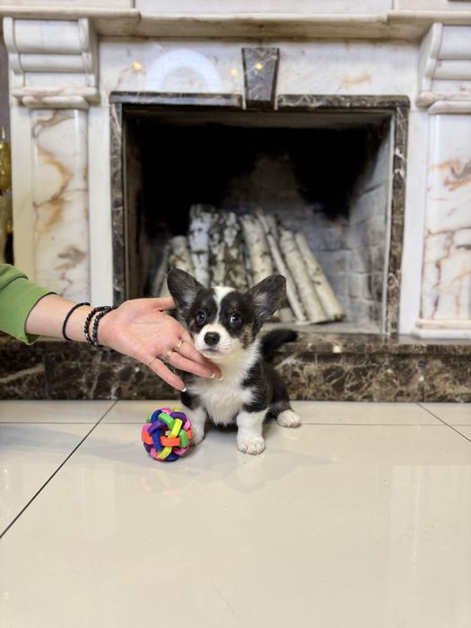 Коргі кардиган триколол найкращого розведення