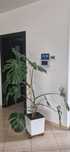 Wydam za darmo Monstera Deliciosa