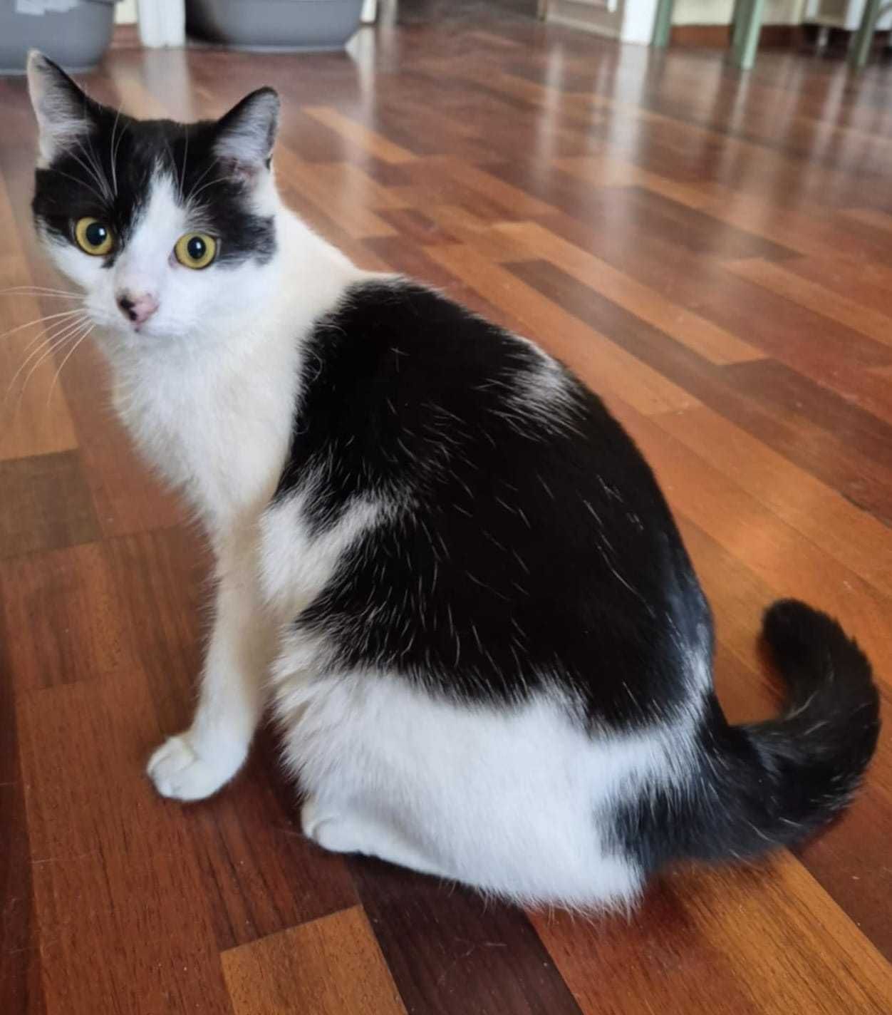 Złotooka kotka KAMA poleca się do adopcji.