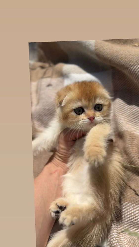 Котенята дітлахи золота шиншила малюки шотландські пород