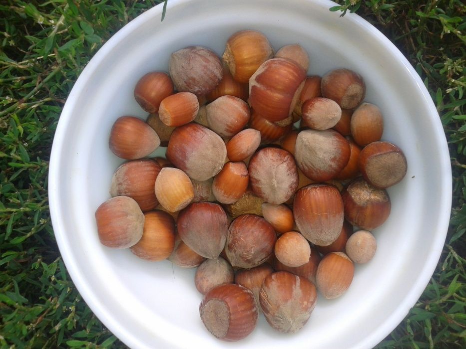 Саженцы фундука, отводки