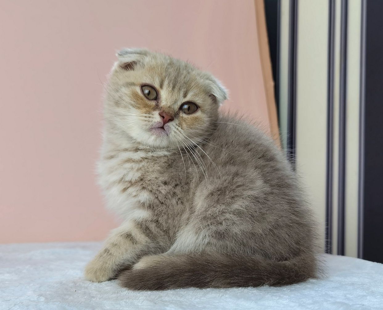 Вислоухий котик с прививками