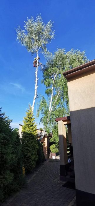 Wycinka, podcinka drzew, zwyżka, arborystyka, koszenie traw rębak