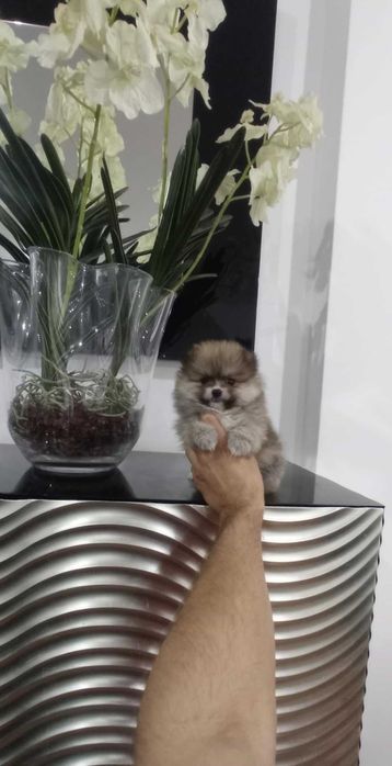 Spitz Alemão Anão ou Lulu da Pomerânia FEMEA LARANJA LOP e AFIXO