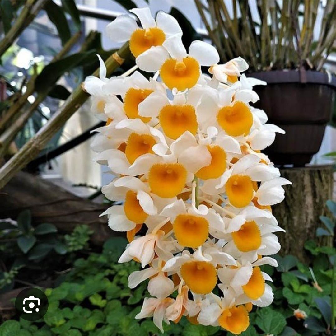 Продам Dendrobium thyrsiflorum . Дорослий, вік цвітіння, багато корені