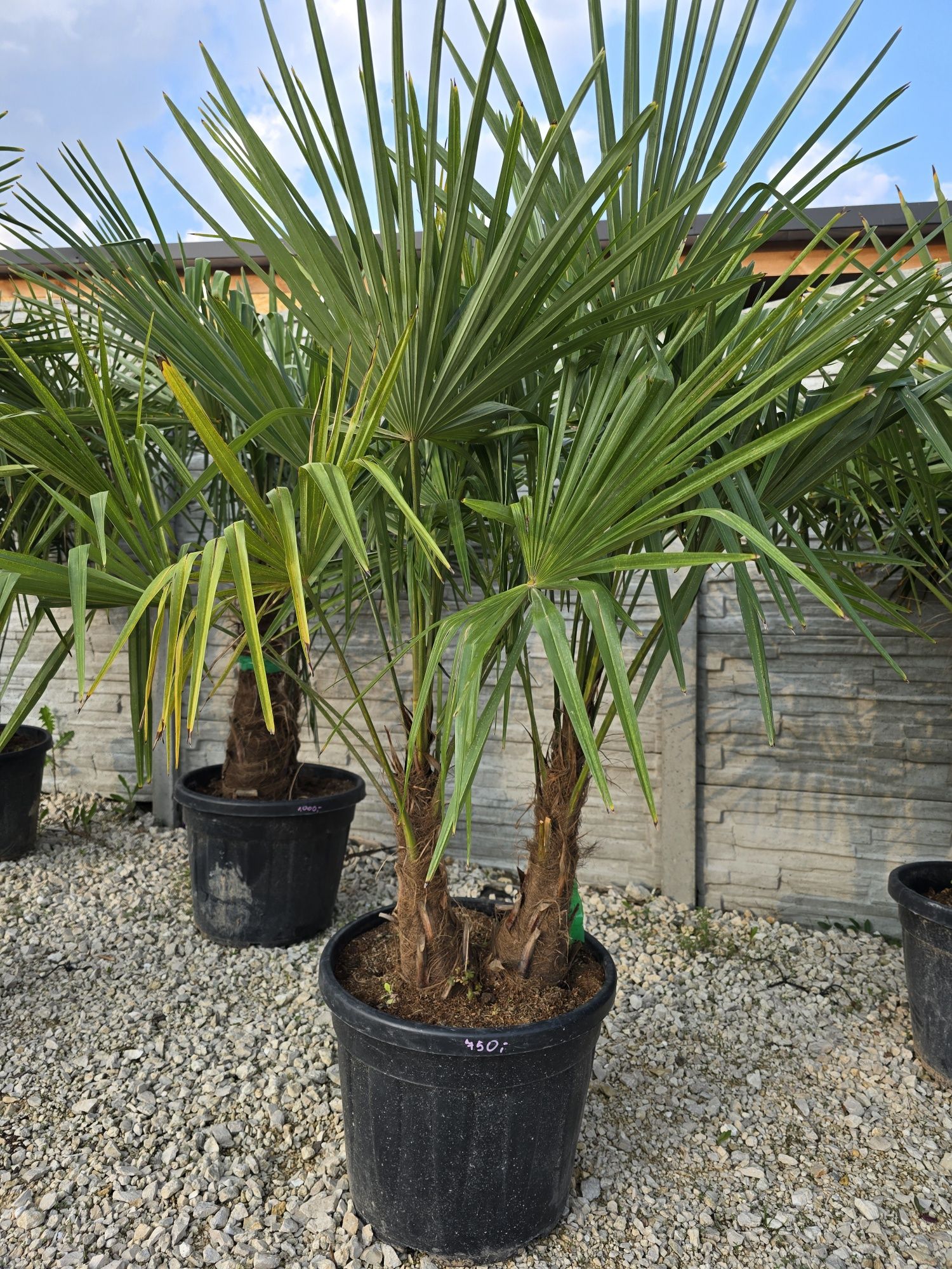 Trachycarpus Fortunei - szorstkowiec mrozoodporny