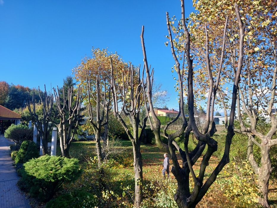 Wycinka Przycinka w trudno dostępnych miejscach podnośnik koszowy