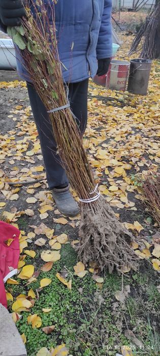 подвой , абрикоса, алычи