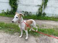 Chart angielski whippet - suczka ZKwP/FCI