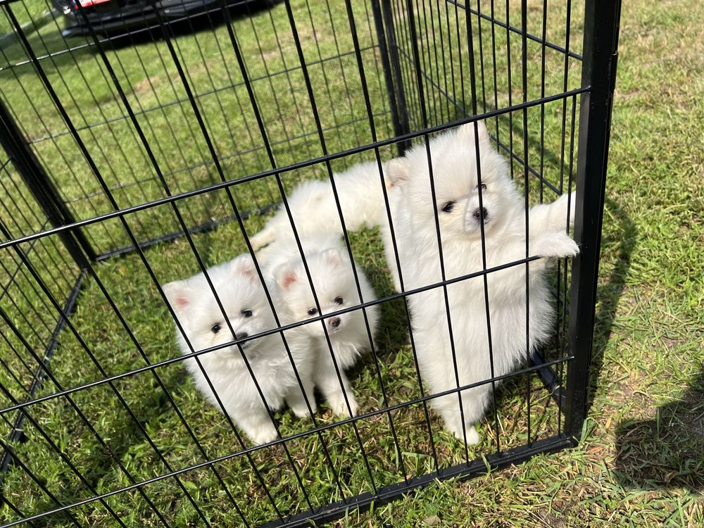 Piekny Szpic Miniaturowy Pomeranian