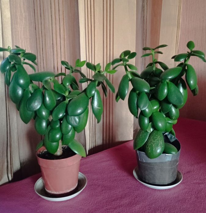 Денежное дерево, толстянка