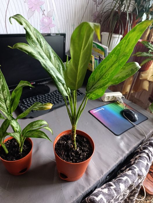 Продам рослини аглаонеми