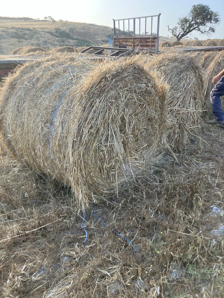 Feno de aveia,tritical e azevem