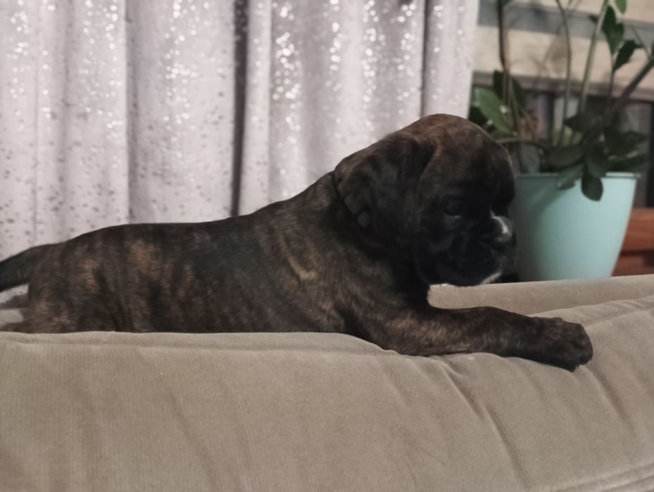 Bakhita, urocza suczka boksera – domowy miot,   REZERWACJA