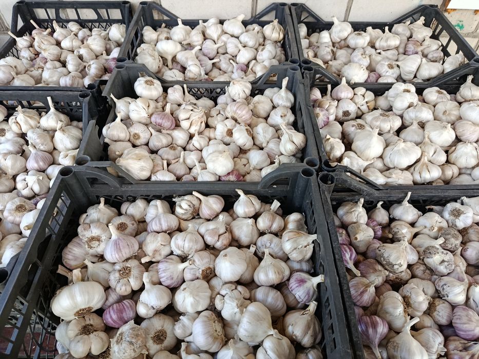 Продам часник вирощений на власному городіі.