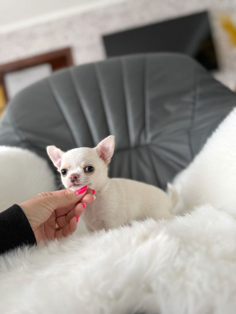 Chihuahua piesek krotkowlosy zkwp/fci
