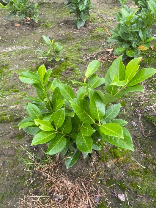 Prunus! Laurowiśnia wschodnia! 100 cm! Sadzimy! Novita! Caucasica!