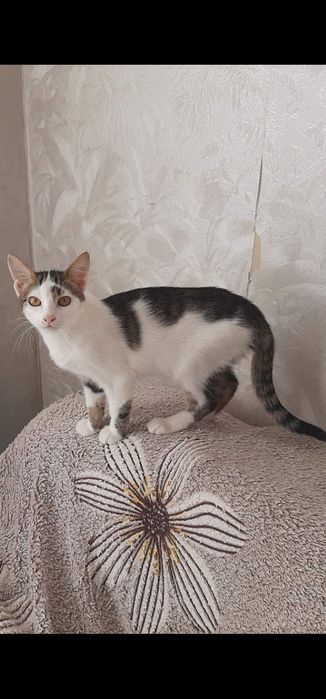 Котенок даром. Котик. Котята. Кот бесплатно